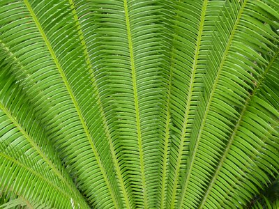 Background leaves foliage photo