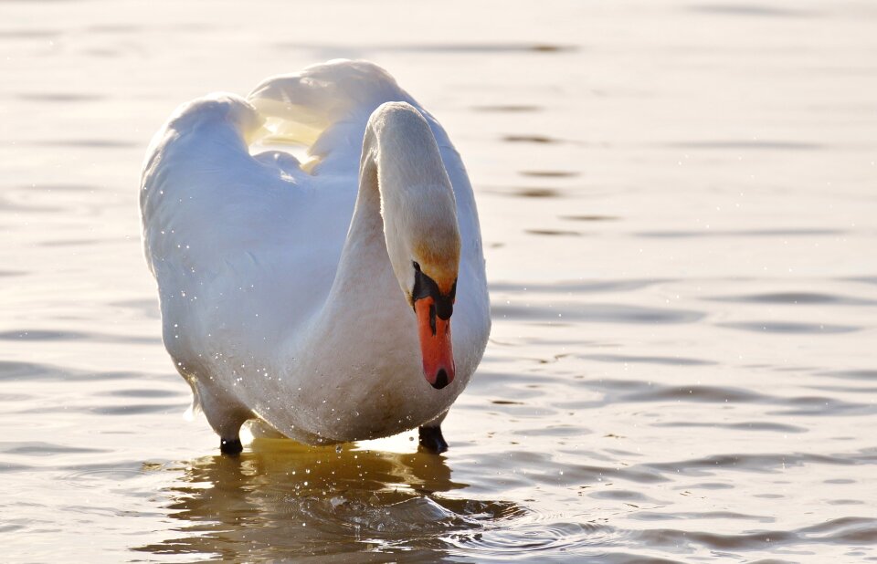Animal world lake bird