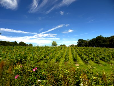 Vineyard