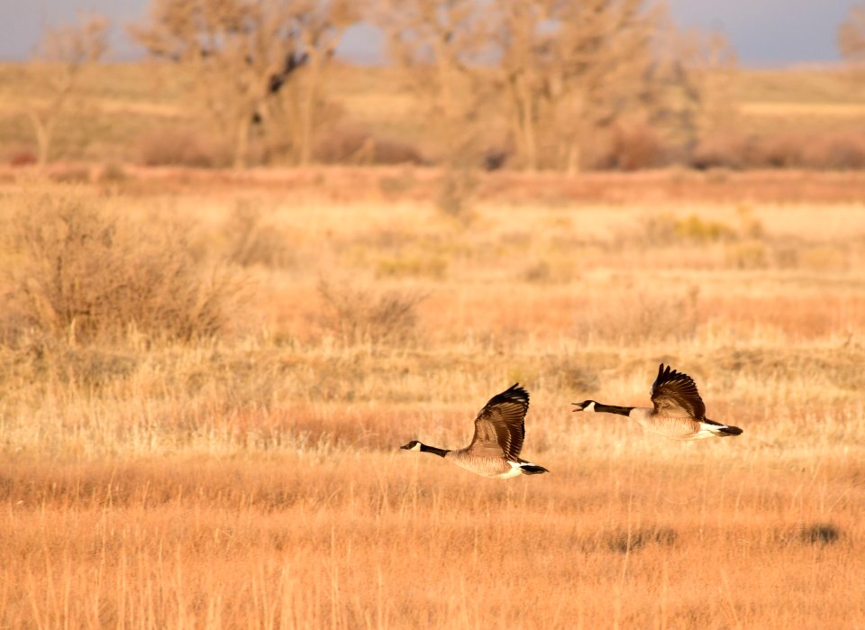 Canada geese on Seedskadee National Wildlife Refuge
