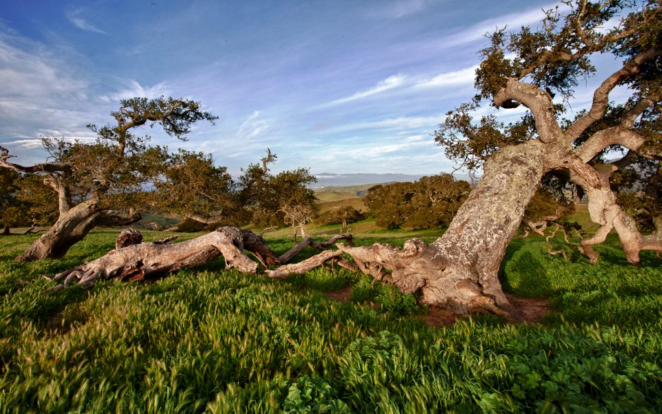 Fort Ord Fields and Trees
