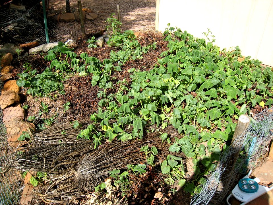 Accidental Unintended Vegetable Garden