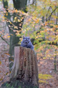 Tree young cat forest