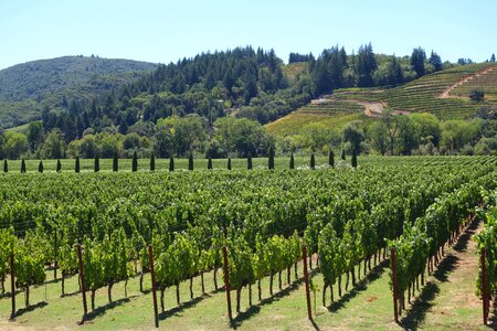Winery vine vineyard
