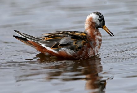 Red-necked Phalaropes