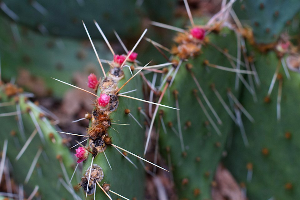Remnants of Cactus Fruit