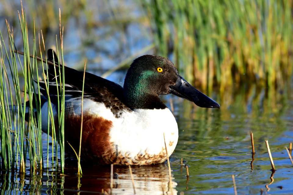 Northern shoveler at Seedskadee National Wildlife Refuge