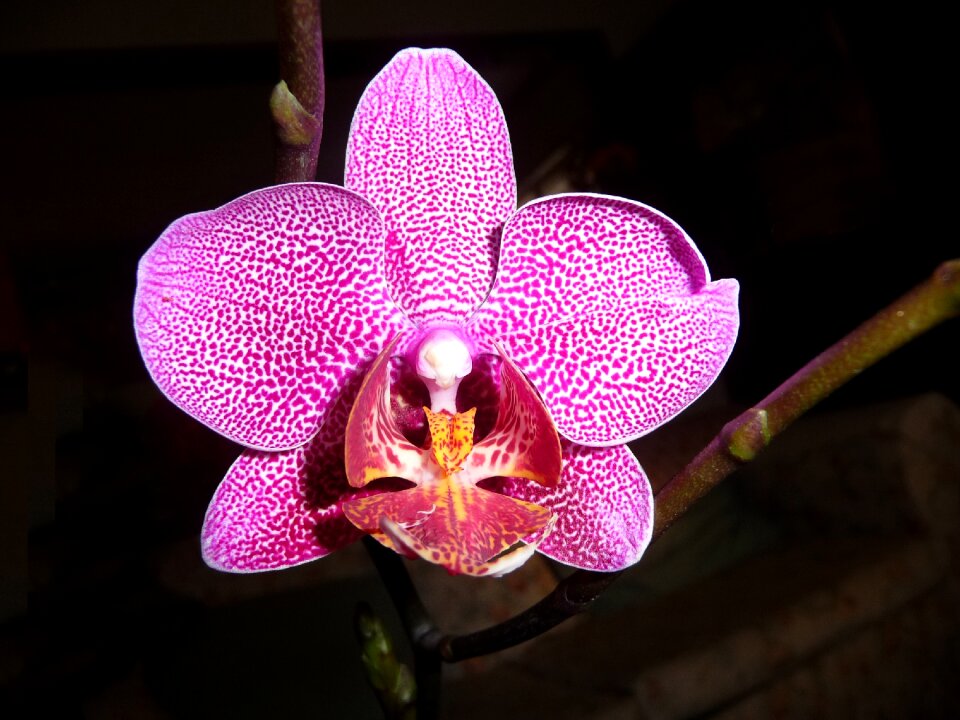 Purple spots vibrant