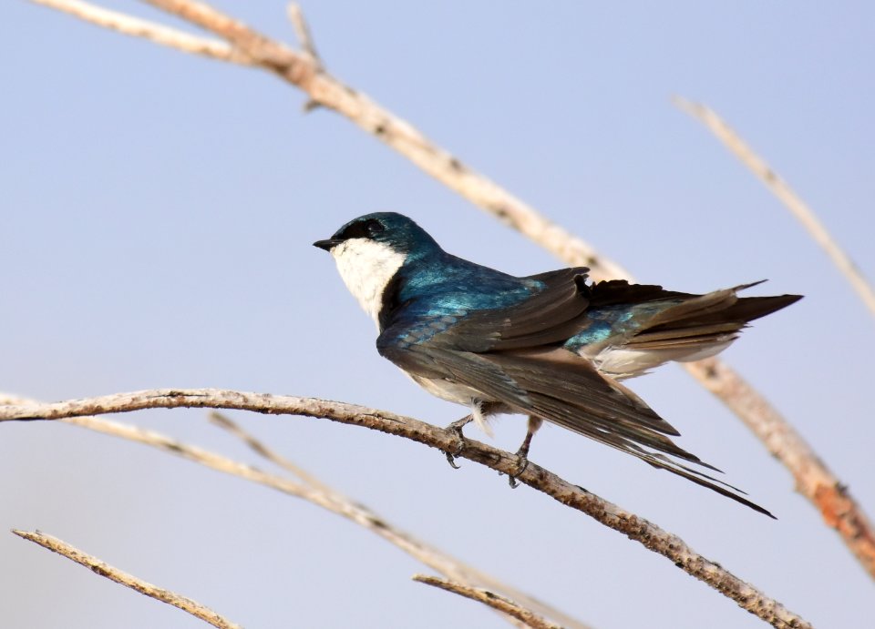 Tree swallow at Seedskadee National Wildlife Refuge