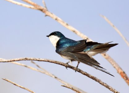 Tree swallow at Seedskadee National Wildlife Refuge photo