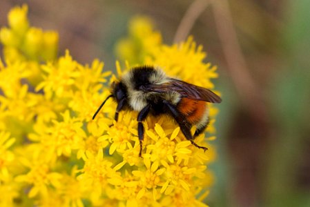 Bee Asleep on the Job