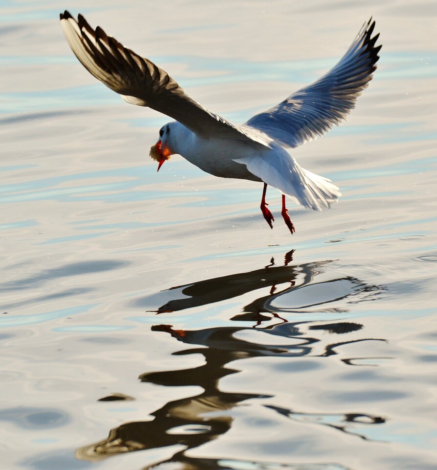 Water lake constance animal world