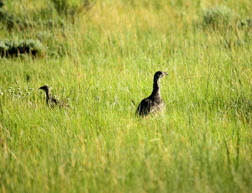Greater sage-grouse at Arapaho National Wildlife Refuge