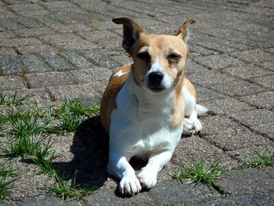 Animals pet jack russell