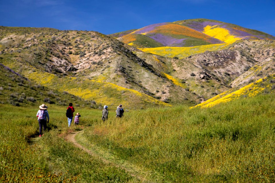 Super Bloom 2017 at Carrizo Plain National Monument