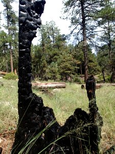 Burnt Stump Picture Frame