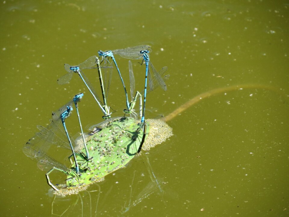 Summer water nature