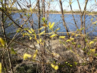 Spring in Korea