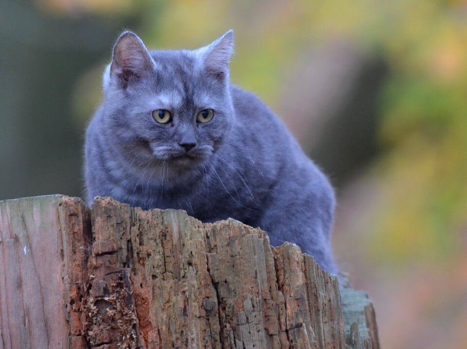 Tree young cat forest