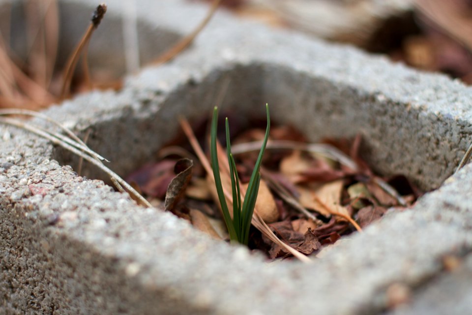 Daffodil Sighting