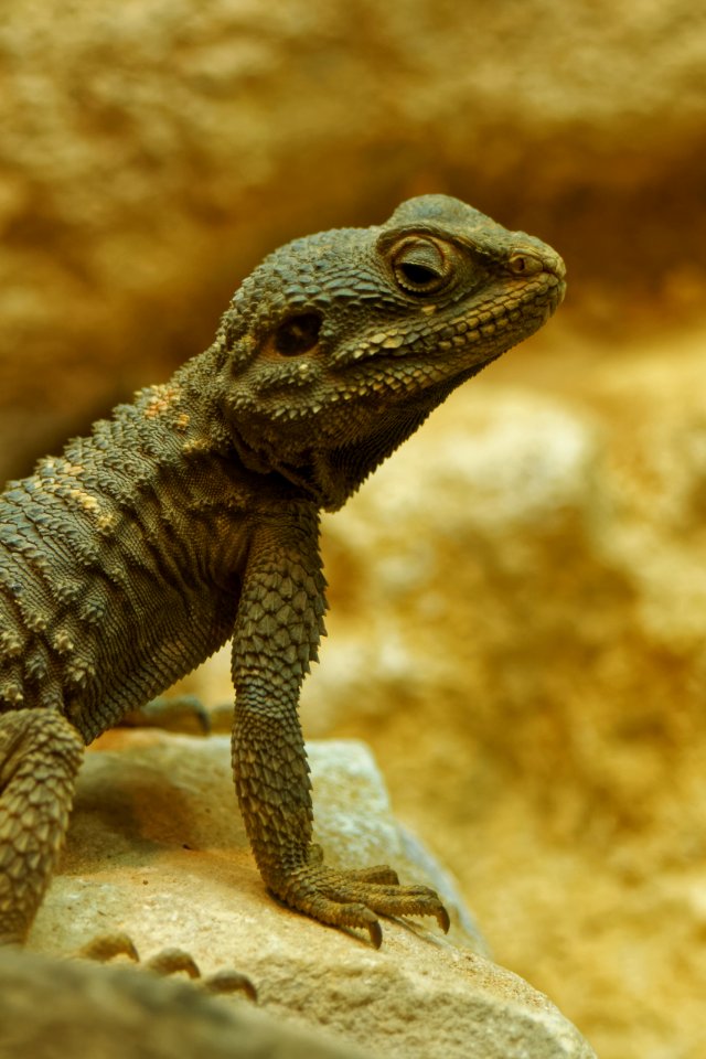 Painted Dragon, Marwell Zoo