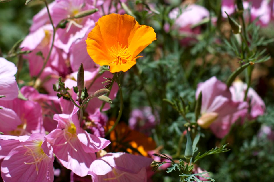 Amongst The Pink Crowd