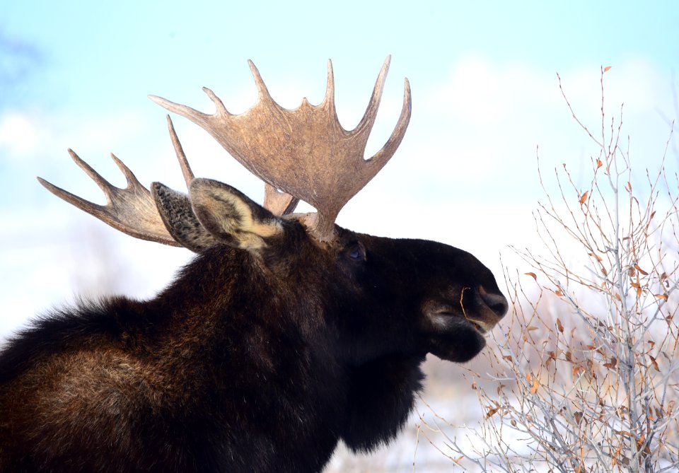 Moose at Seedskadee National Wildlife Refuge