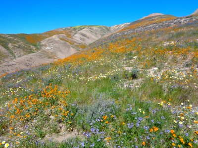 March 2017 Right Angle Canyon Wildflower Tour