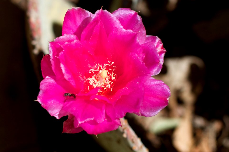 Welcome Back, Pink