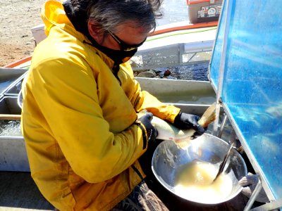 2020 Garrison Dam NFH Walleye Spawn photo