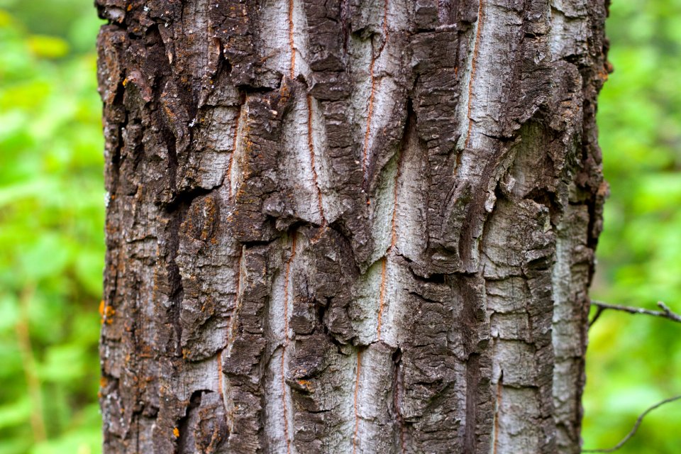 Deep Texture