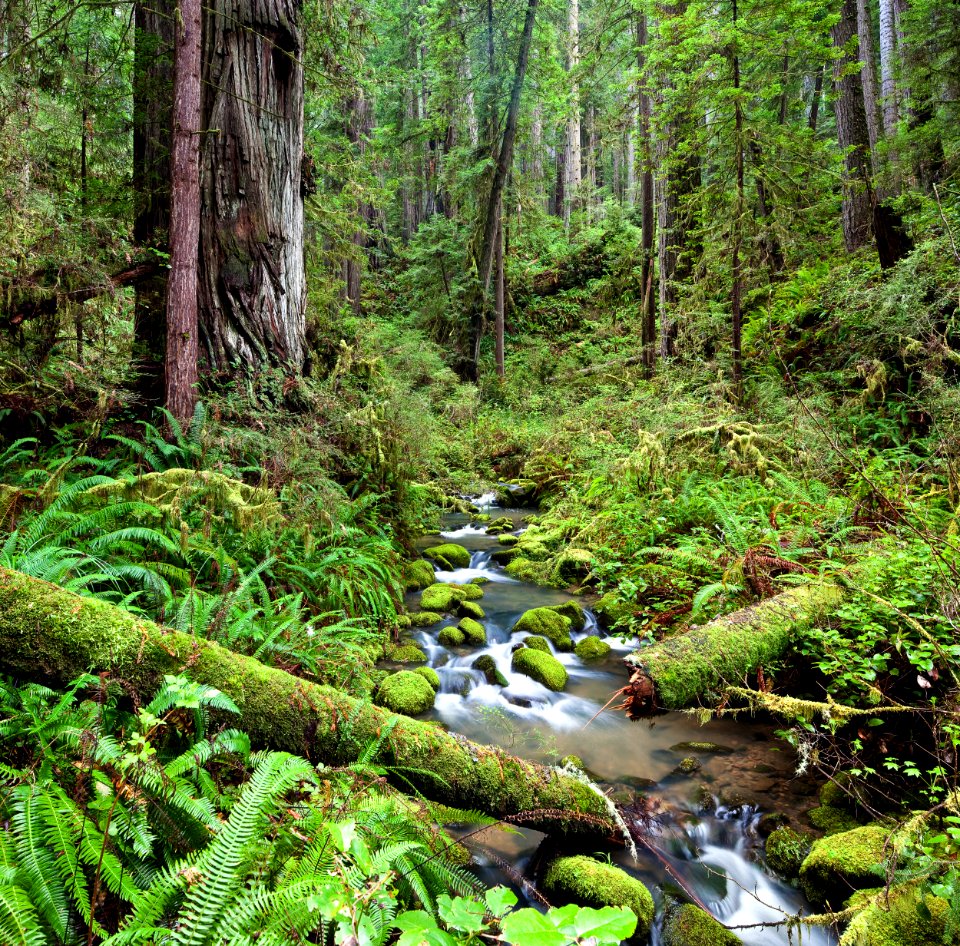 Headwaters Forest Reserve