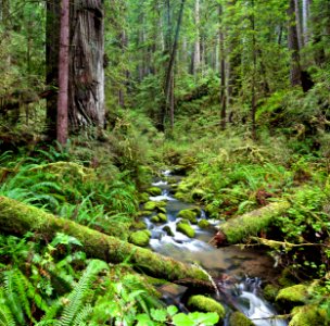 Headwaters Forest Reserve