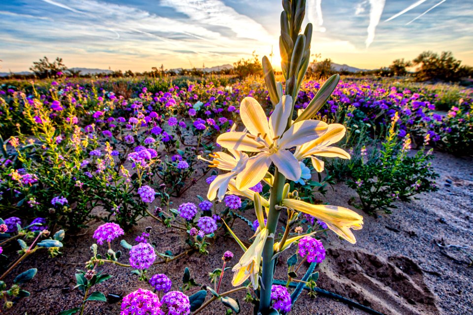 Desert Lily Preserve