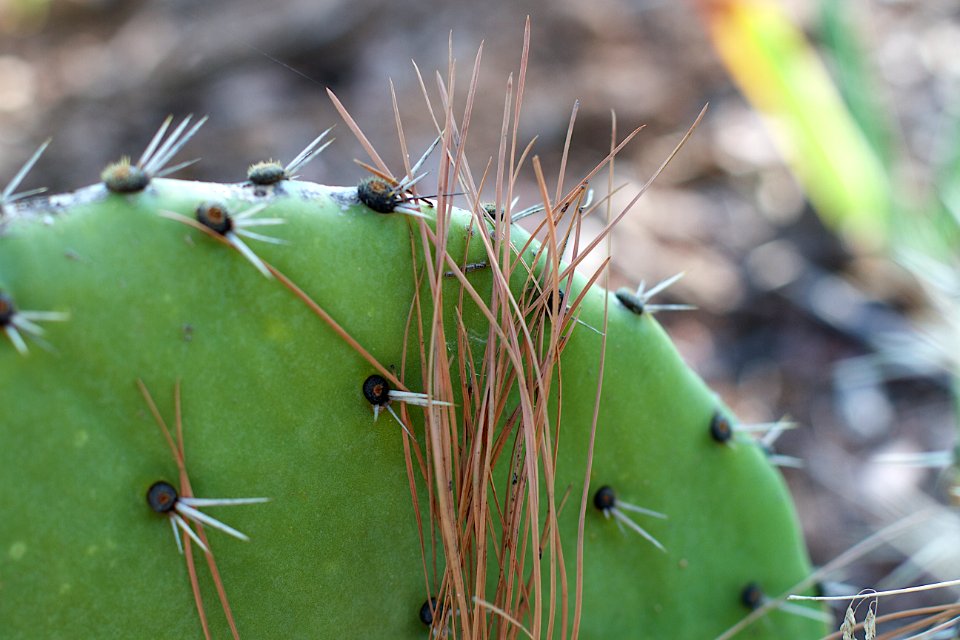 Pine Cactus