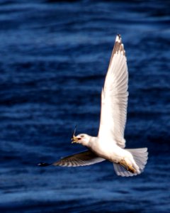 Ring-billed Gull with fish