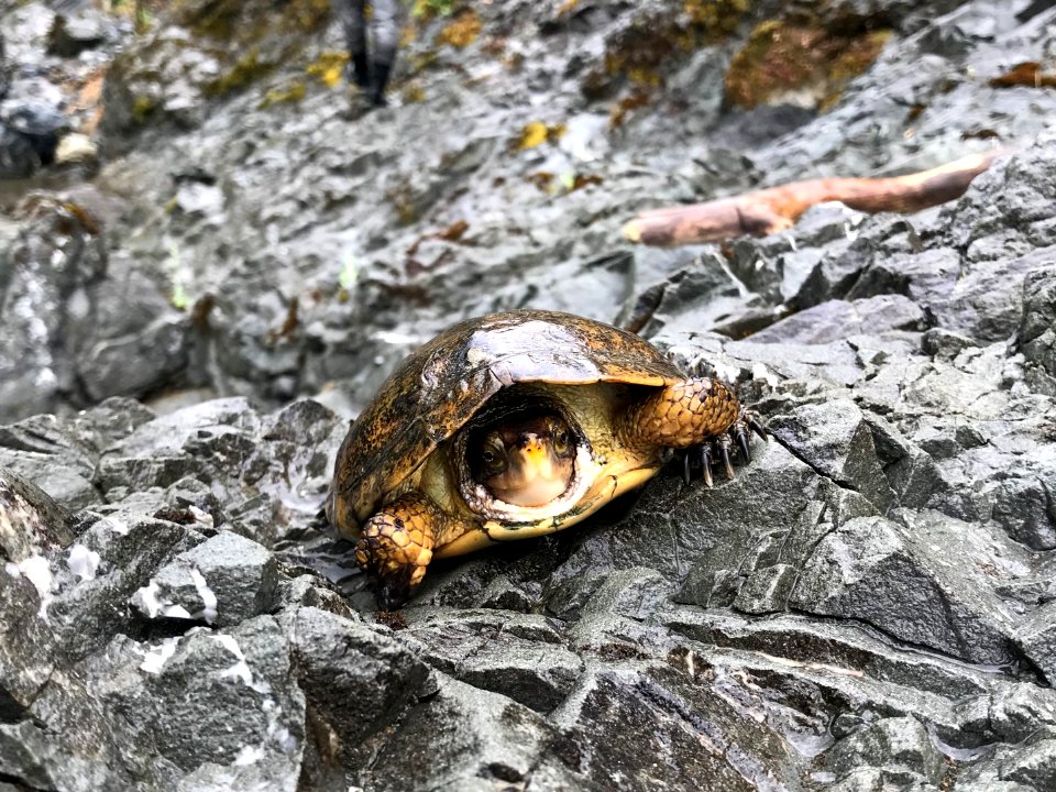 Western Pond Turtle, Arcata Field Office
