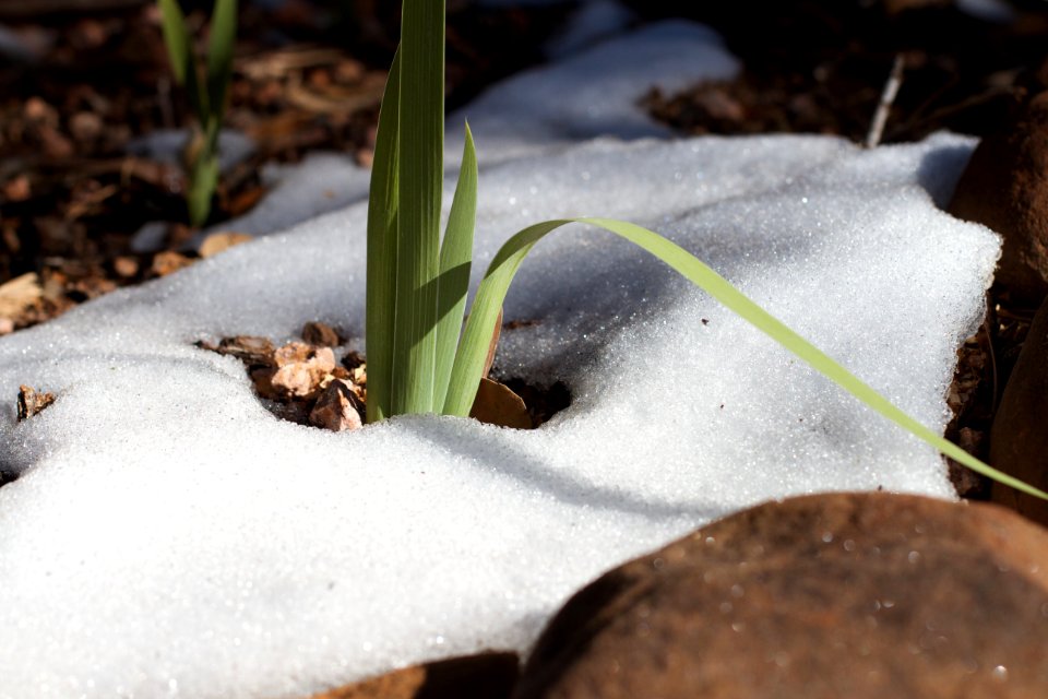 Snow and Iris