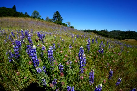 Flocking Back to the Hills of Cronan Ranch photo