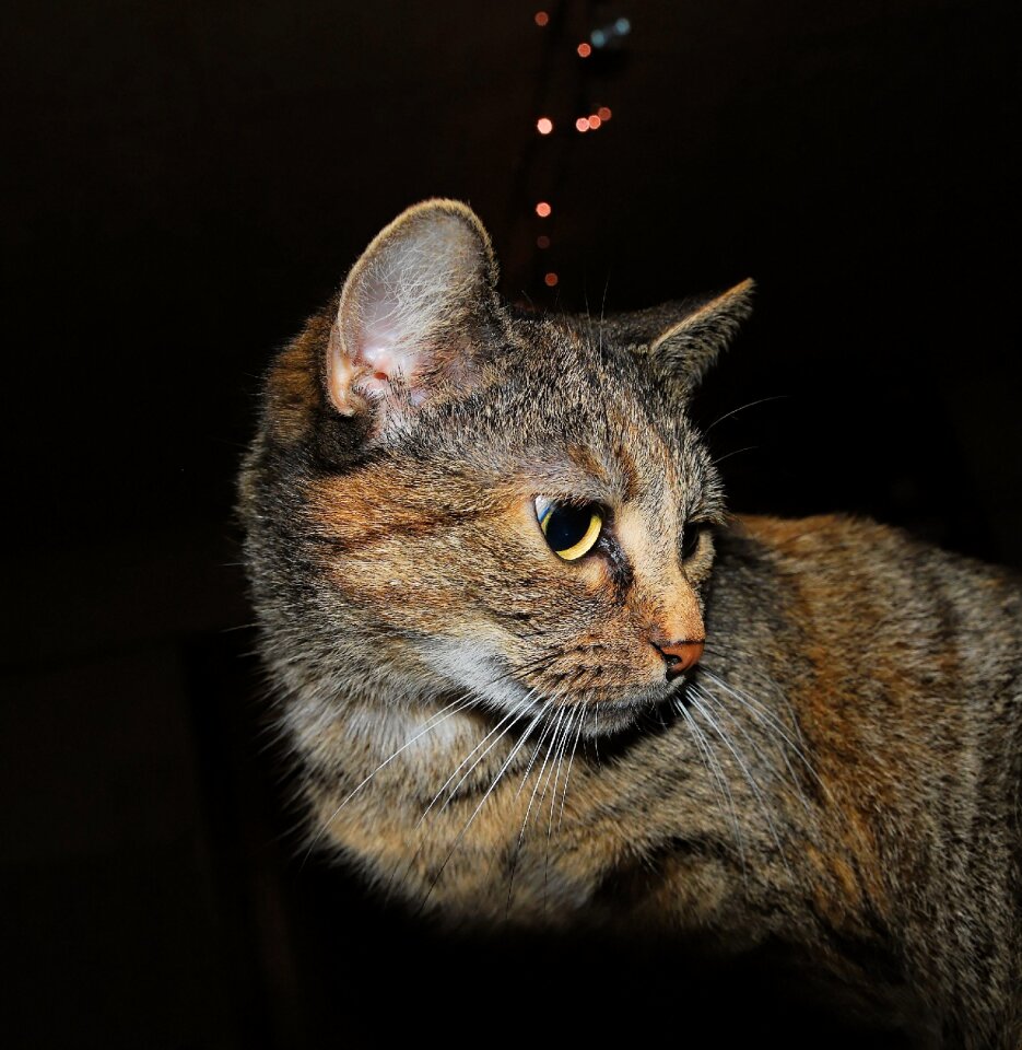 Portrait pet graceful