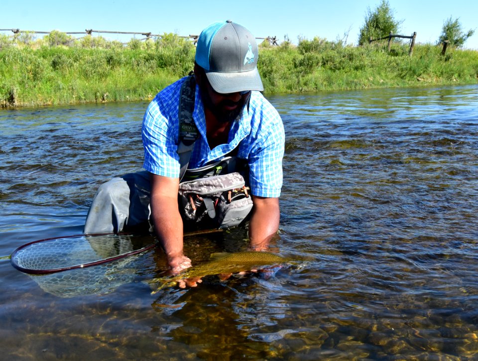 Cutthroat Trout photo