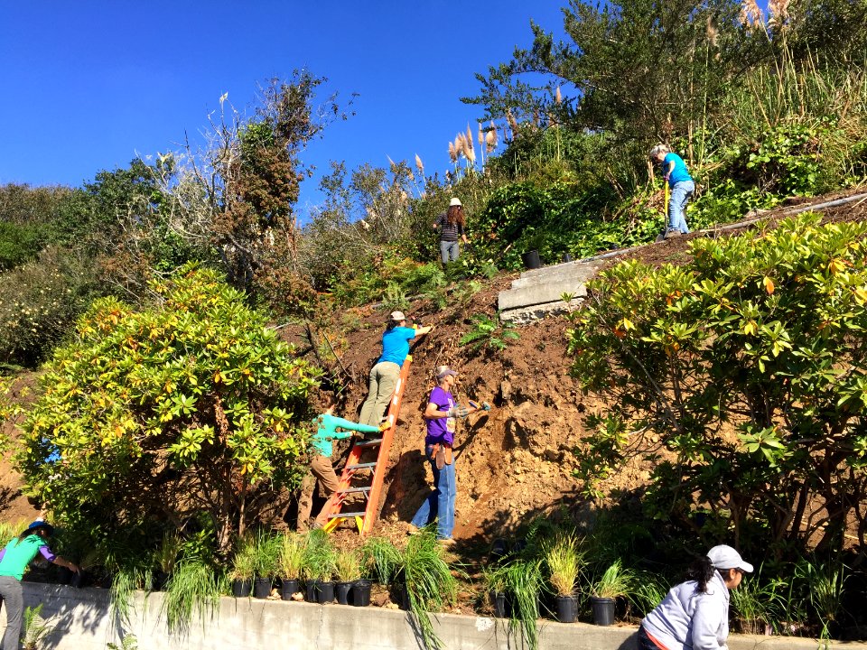 #NPLD 2017: Planting Native Plants