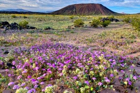 Amboy Crater photo