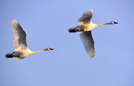 Trumpeter swans at Seedskadee National Wildlife Refuge