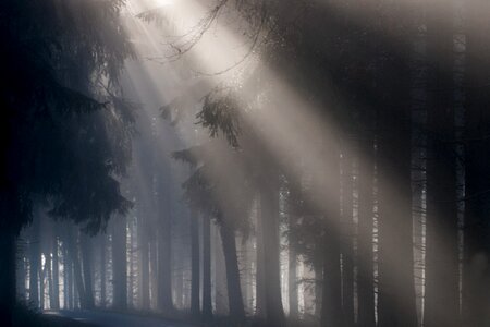 Mystical sunbeam forest photo