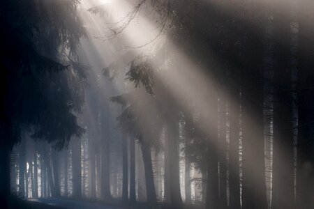 Mystical sunbeam forest