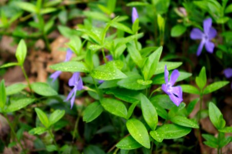 fleur d'avril dans les sous bois photo