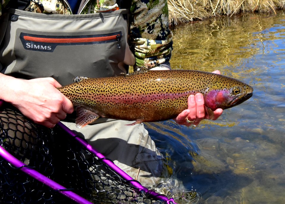 Rainbow Trout photo