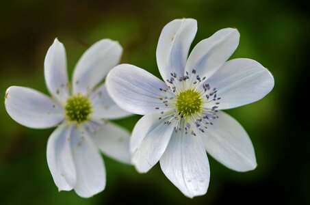 Floral plant leaf photo