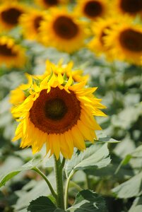 Summer yellow nature